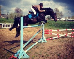 Springpferd Zauberlehrling (Deutsches Reitpferd, 2006, von Zauberprinz)