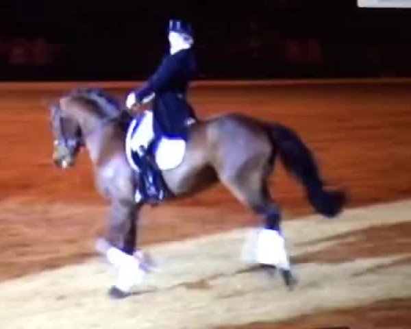 Video of Fornsbacher