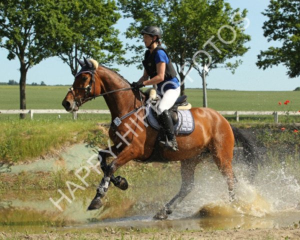 Springpferd Cava Rouge (Württemberger, 2007, von Colander)