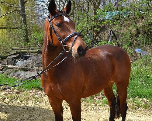 dressage horse Graf John (Rhinelander, 1999, from Grosso Z)