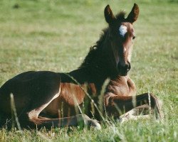 dressage horse Just Flying (Rhinelander, 1999, from Jacquare)