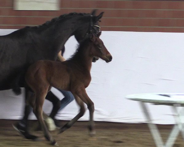 Video of Stute von Apollon / Fidermark