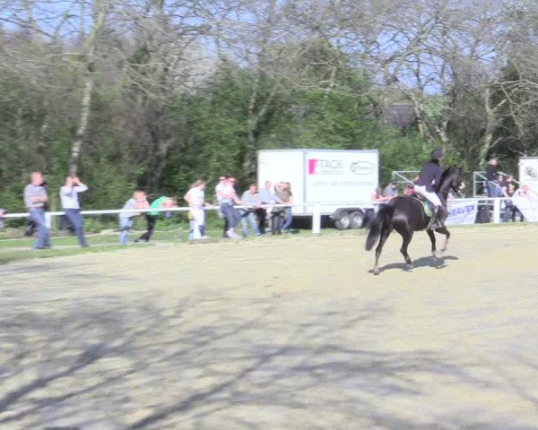 Video of rahmannshof-black-pearl