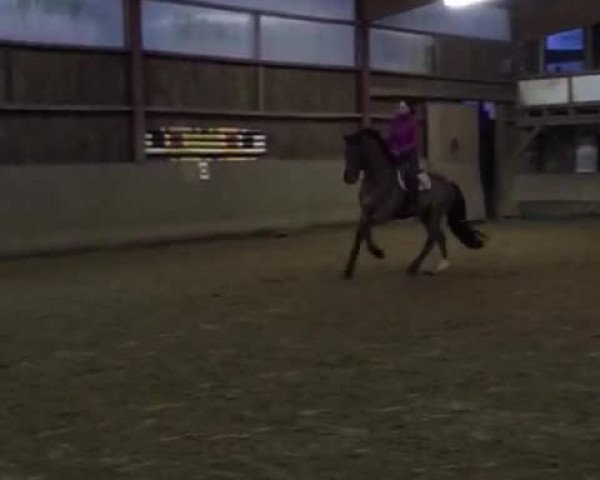 Video von Uno