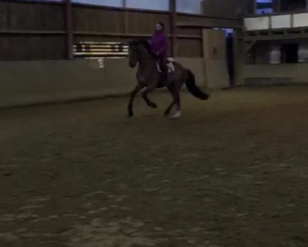 Video von Uno