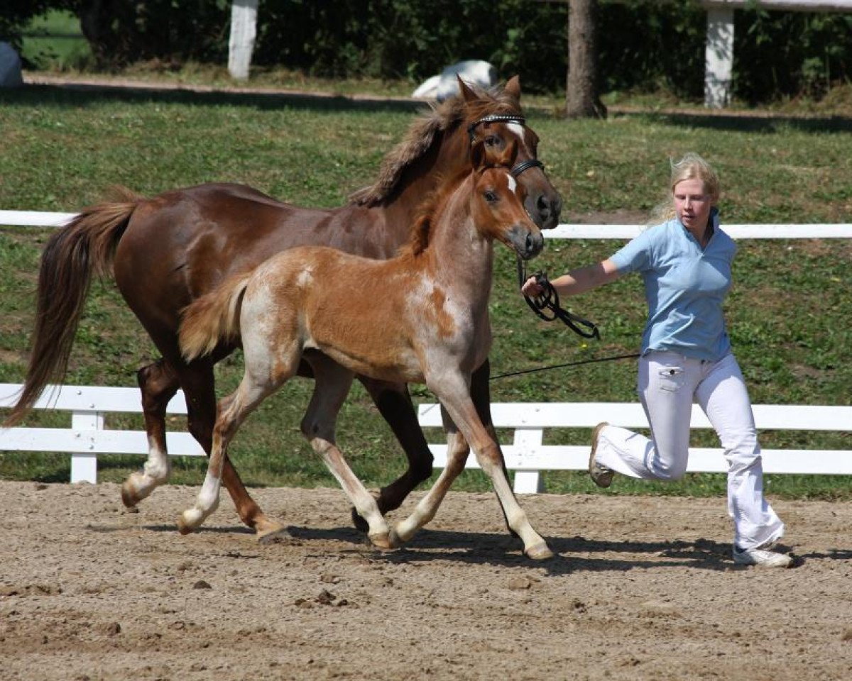 horse Petit Daimon (German Riding Pony, 2010, from Steendiek's Dollarprinz)