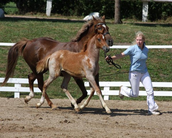 horse Petit Daimon (German Riding Pony, 2010, from Steendiek's Dollarprinz)