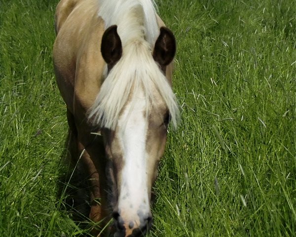 jumper Petit Happy Princess (German Riding Pony, 2011, from Holsteins Gentleman) jumper Petit Happy Princess (German Riding Pony, 2011, from Holsteins Gentleman)