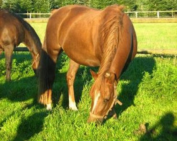 broodmare Charmaine (German Riding Pony, 2000, from Pepe)