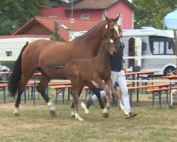 Video of HF von Tolegro