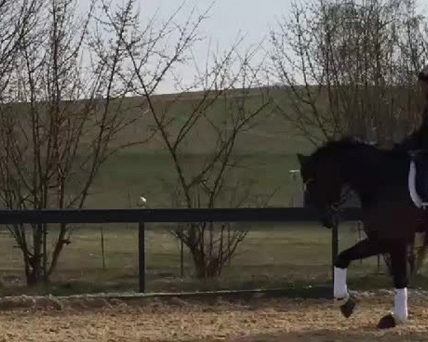 Video of Don Riche d´Pardi