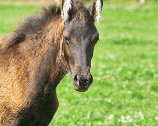 horse Petit Depardieu (German Riding Pony, 2010, from Steendiek's Dollarprinz)