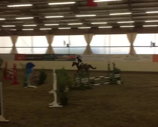 Video of Polly das Pony