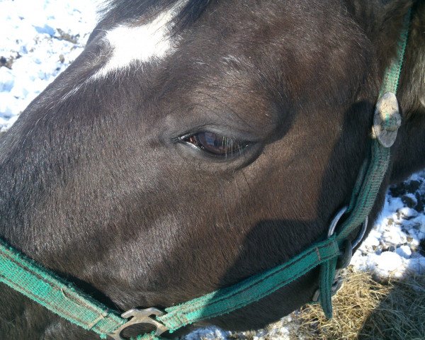 horse Calli 12 (Hanoverian, 2000, from Cashman)