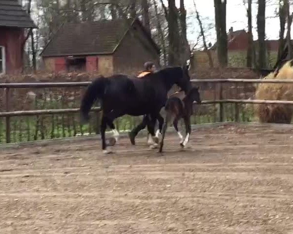 Video of Fienchen