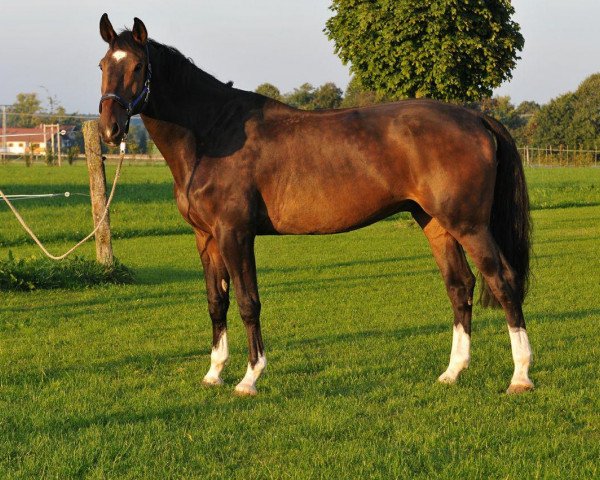 jumper Sweet Giant (KWPN (Royal Dutch Sporthorse), 2004, from VDL Sheraton)