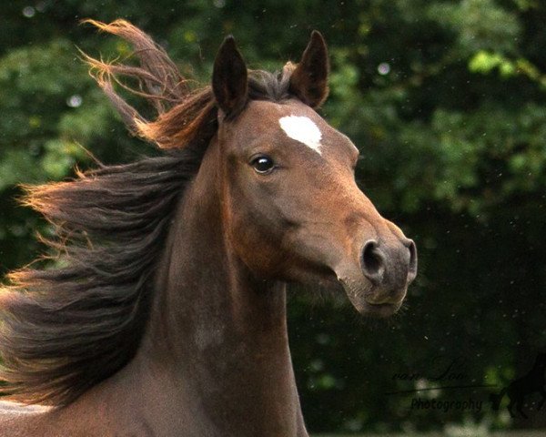 Pferd Be Different (Deutsches Reitpony, 2012, von Bon Jovi)