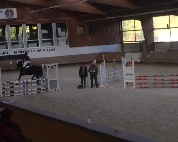 Video of Malleea