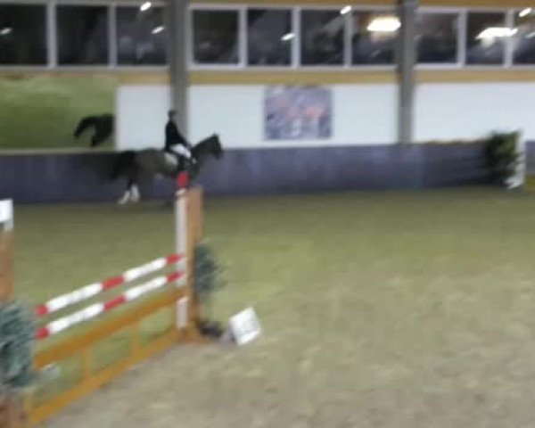 Video von Concolor
