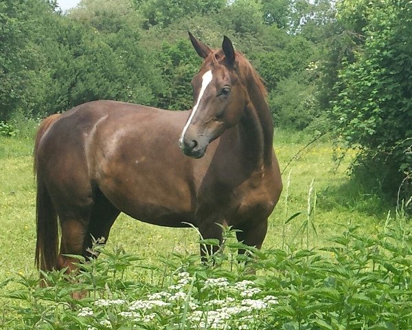 broodmare Sanyador (Westphalian, 2009, from San Remo)