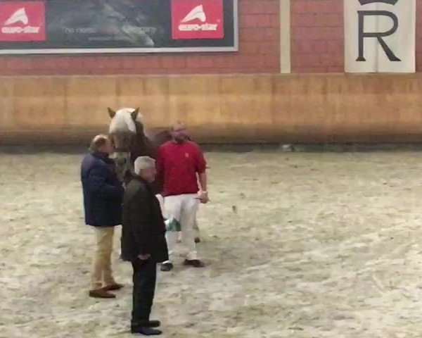 Video von Edwin