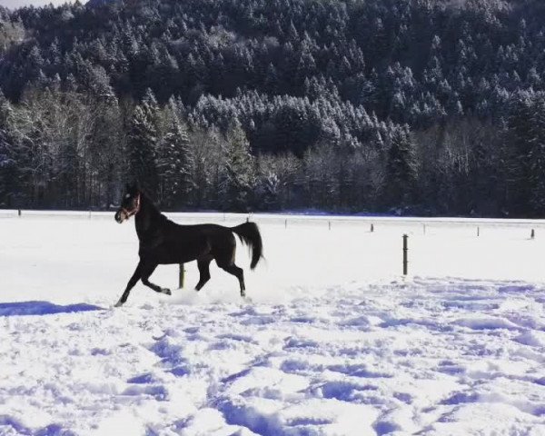 Video von Atlanta