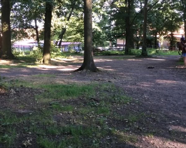 Video of Quitte 24