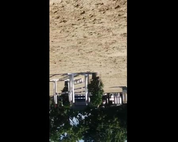 Video of Cooper 157