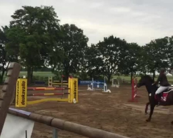 Video of Cooper 157
