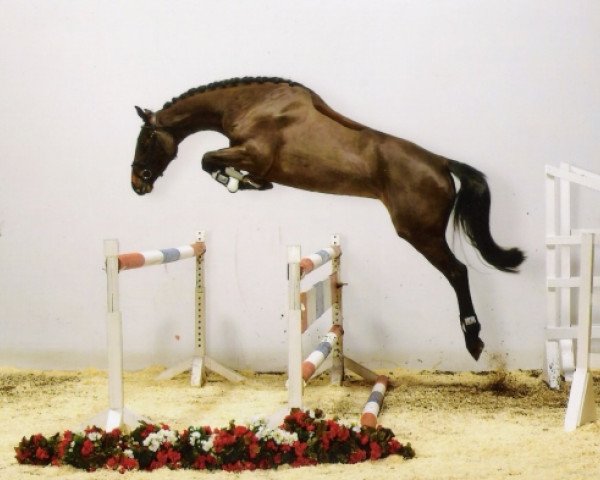 Pferd Thara C (Holsteiner, 2003, von Lancer II)