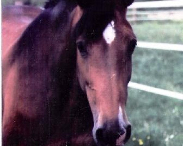 broodmare Wienna I (Holsteiner, 1984, from Calypso II)