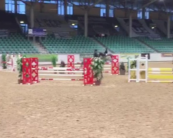 Video of Quentino 34