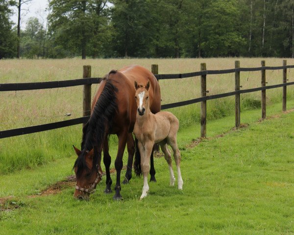 horse Der kleine Prinz TO (German Riding Pony, 2014, from Dornik B)