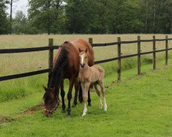 horse Der kleine Prinz TO (German Riding Pony, 2014, from Dornik B)