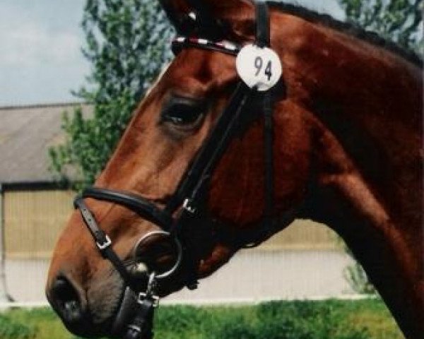 Zuchtstute Jaimie (Holsteiner, 1994, von Lavall II)