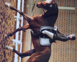dressage horse Lysandro 4 (Oldenburg show jumper, 2003, from Lifestyle)