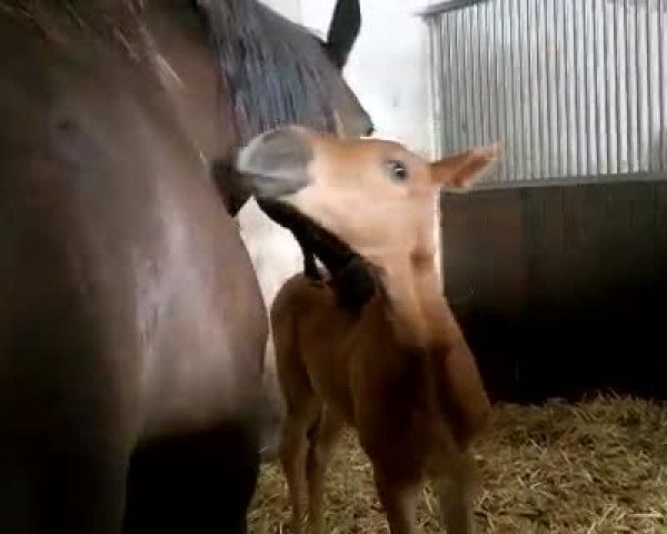 Video of Dolcissima