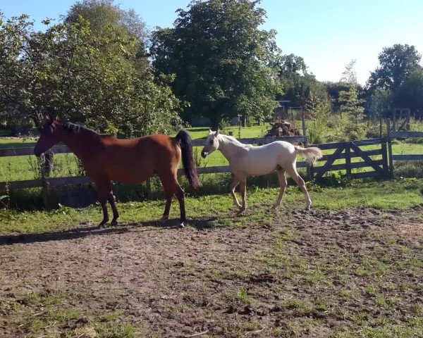 Video of Deja-Vue
