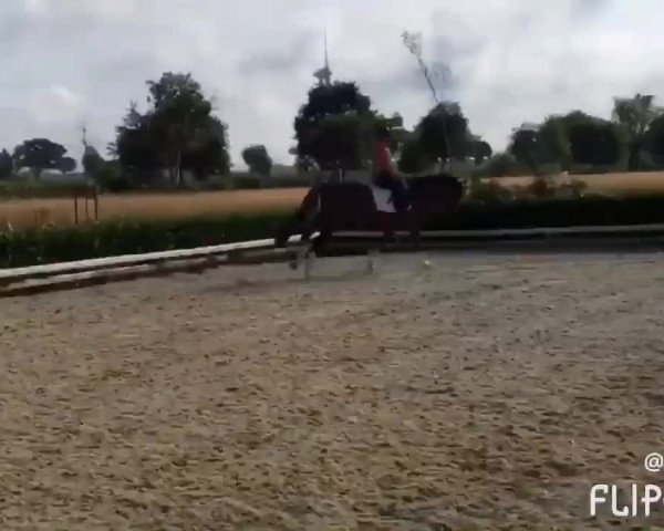 Video of Quotenknaller