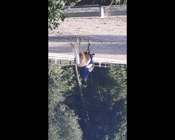 Video of Sunny Day 23