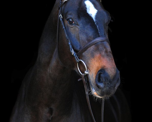 jumper Fameus Olt (KWPN (Royal Dutch Sporthorse), 2010, from Indoctro)