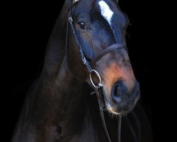 jumper Fameus Olt (KWPN (Royal Dutch Sporthorse), 2010, from Indoctro)