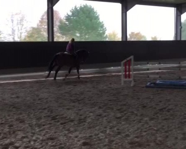 Video von Bambelbi