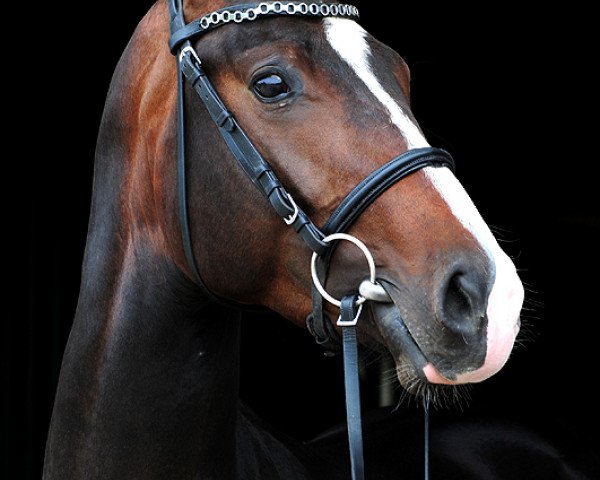 jumper Idrys (Polish Warmblood, 2010, from Turbud Quirinus)