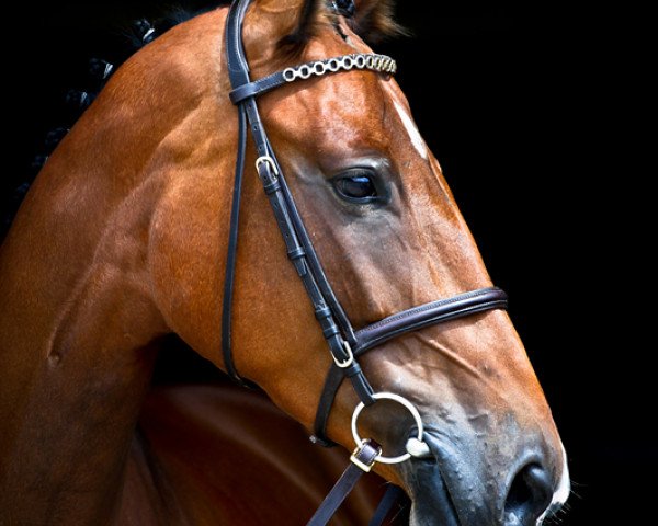 jumper Inka (Polish Warmblood, 2007, from Cajero)