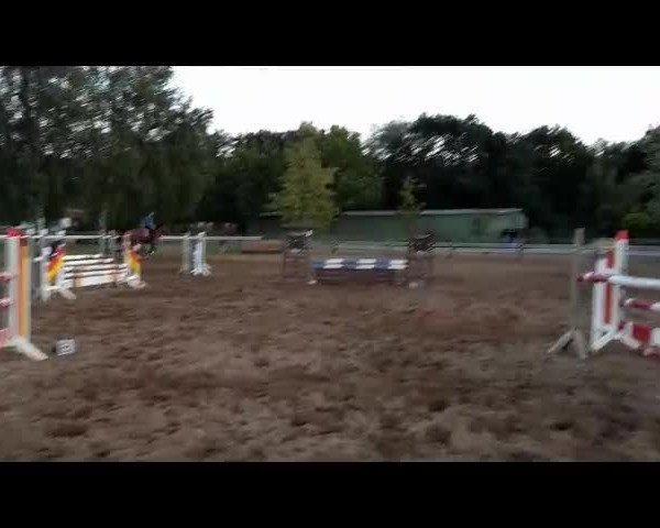 Video von Lacontinus