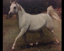 broodmare Mel Idola ox (Arabian purebred, 1979, from Jalisco ox)