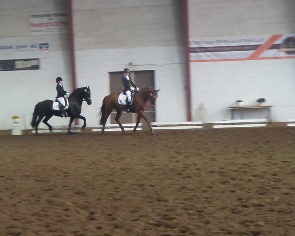Video of Sibylla