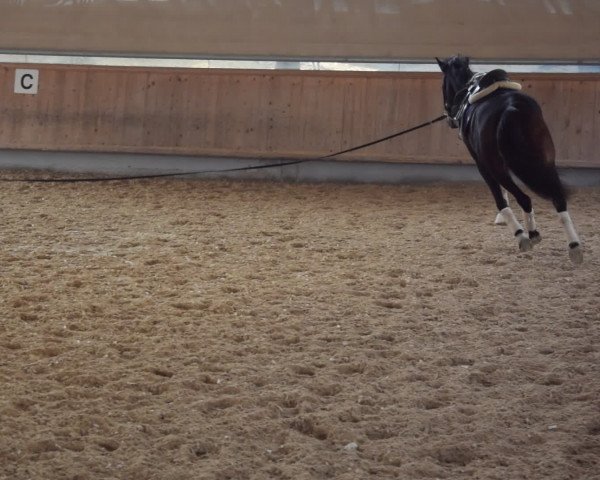 Video of Cajana 6