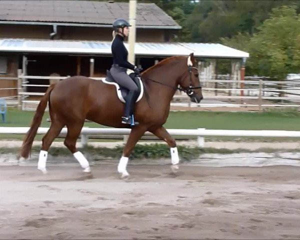 Video of Huky